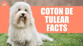 Coton de Tulear Dog Breed 10 Amazing Facts You Must Know [upl. by Yreffoeg]