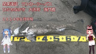 あかねちゃんと釣りに行くで！ 茨城県ひたちなか海門橋、フラット釣行♯１ [upl. by Leiram830]