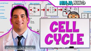 Cell Biology  Cell Cycle Interphase amp Mitosis [upl. by Pickering183]