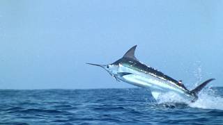 Black Marlin Kings of the Deep Blue [upl. by Ediva]