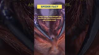 Sydney Funnel Web Spider Insect Fact [upl. by Kathy]