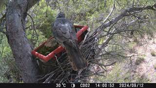 Un año de aves en el bebedero del árbol parte 3 agosto  noviembre 2024 wildlife birds nature [upl. by Rehtae]