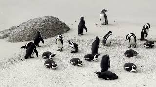 Boulders Beach penguins [upl. by Keyte]