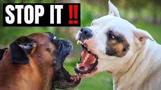 How To Stop A Staffy Attacking Other Dogs [upl. by Hcone133]