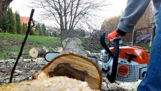 Another bucking with STIHL MS 291 [upl. by Otanod987]