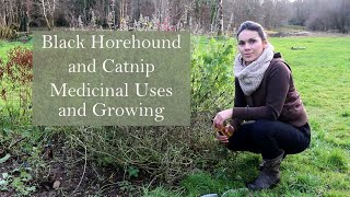 Cutting Back Black Horehound amp Catnip [upl. by Molahs]