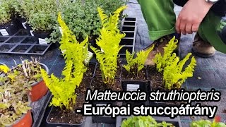 Európai struccpáfrány  Matteuccia struthiopteris [upl. by Otilegna]