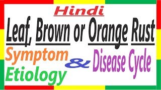 Leaf Brown or Orange Rust of Wheat Symptom Etiology Disease Cycle  Puccinia recondita  PAC 7 [upl. by Ibbor]