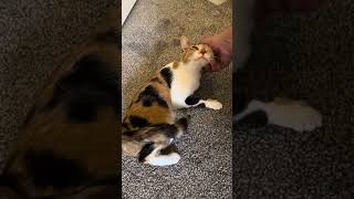 Female cat in heat sounds and behavior [upl. by Lad821]