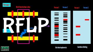 RFLP Markers  Restriction Fragment Length Lolymorphism [upl. by Llednil329]