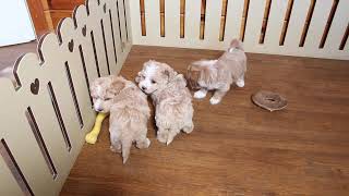 Maltipoo Puppies for Sale [upl. by Aicined]