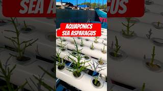 Sea Asparagus Salicornia bigelovii [upl. by Jt]