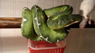 Amazon Basin Emerald Tree Boa eats and then goes to hide out MERCUTIO [upl. by Hacissej726]