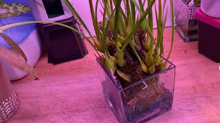 CareCollab  Maxillaria tenuifolia  Water Culture [upl. by Idnac]