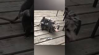 Baby Carrying Opossum Mother Face Off with Dog pestkingswildlife shorts [upl. by Nauq]