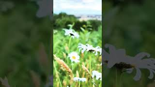 Oxeye daisy Vancouver Canada wildflowers vancouvertravels [upl. by Manella]