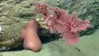 Habitat Exploration DeepSea Corals [upl. by Anyrtak]