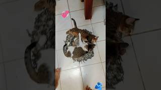 Mother cat hugs her kittens [upl. by Checani728]