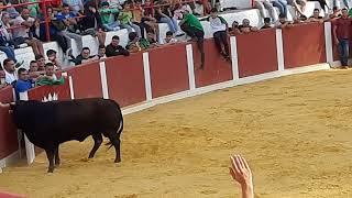 festejos populares toro en genave jaen [upl. by Atnomed]