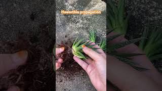 haworthia propagation [upl. by Waxler506]