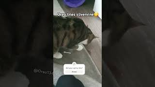 Oreo tries silvervinekitten catlover cat [upl. by Bringhurst419]