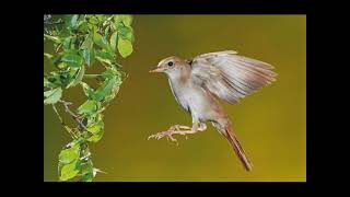 NIGHTINGALE SONG  3 hours REALTIME 2022 Plentiful Nightingale Singing BirdsongNature sounds [upl. by Leumas]