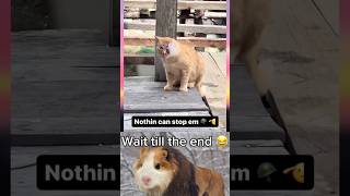 He been thru it all humor funny animals voiceover [upl. by Earezed645]