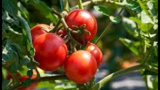 Benefits of Copper Oxychloride Fungicide in tomato and all plants and which diseases does it control [upl. by Nevak]