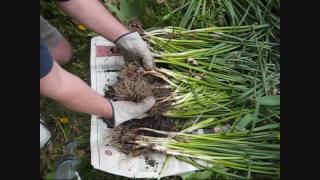 ⭐ How to divide daffodils ⭐ PART 1 ⭐ Divide perennials divide bulbs narcissus bulbs transplant [upl. by Hartill]