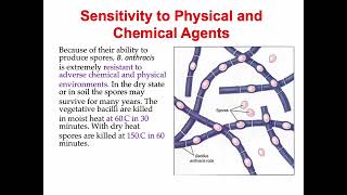 Bacillus anthracis [upl. by Aramat398]