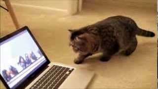 Exotic Shorthair Watching Pixar Birds [upl. by Naillimxam743]