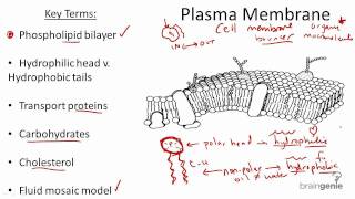 215 Plasma Membrane Structure and Function [upl. by Latona923]