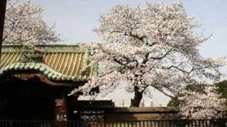 The Bartered Bride Overture Ueno Park Cherry Blossoms [upl. by Onofredo]