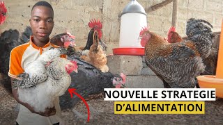 LE NOUVEAU SECRET Comment Alimenter le Poulet Local Pour Booster Les Résultasts sur sa FERME [upl. by Yrrej]