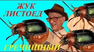 Как Развести Жука Жучок Гречишный Листоед Gastrophysa polygoni Chrysomelidae [upl. by Allina]