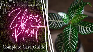 Zebra Plant Aphelandra squarrosa Complete Plant Care Guide For Beginners [upl. by Stoecker98]