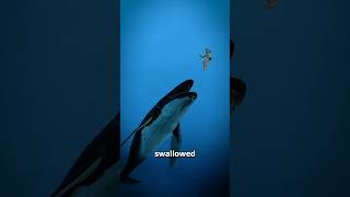 What If A Whale Swallowed You 🐋 🤔  wait for end 😱 shorts youtubeshorts [upl. by Suoivatnom]