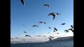 Sea of Galilee [upl. by Derry]