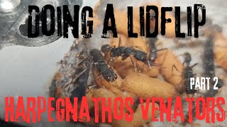 Doing a lidflip for our Harpegnathos Venator part 2 [upl. by Annnora]