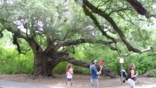 Oak Trees at Audubon Zoo [upl. by Stelle98]