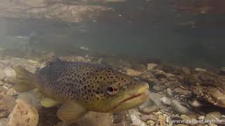 Tření Pstruha obecného Brown trout spawning Salmo trutta [upl. by Atauqal]