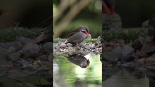 shorts Common Waxbill at the reflection pond birds birdbaths singingbirds [upl. by Aikyt909]