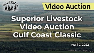 Superior Livestock Video Auction Gulf Coast Classic Day 1 [upl. by Meit]