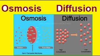 Diffusion vs Osmosis  Simple Explanation  2024 [upl. by Yotal]