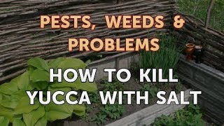 How to Kill Yucca With Salt [upl. by Eleinad]