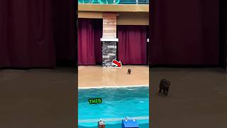 This otter runs and jumps into this pool❤️ shorts [upl. by Heffron]