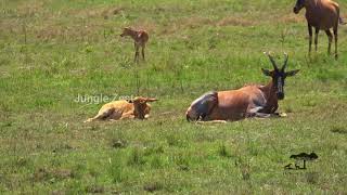 Jungle Zest  Thomson Gazelle Impala and Topi [upl. by Clyde911]