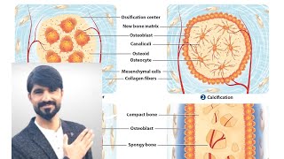 intramembranous ossification  osteogenesis  bone development waheedandkamranlectures1774 [upl. by Nelyak880]