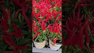 Red peppers the pot says theyre ornamental I saw these at Home Depot [upl. by Estes703]