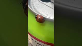 Ladybug walking on an energy drink can insects zoomed in [upl. by Eniamraj]